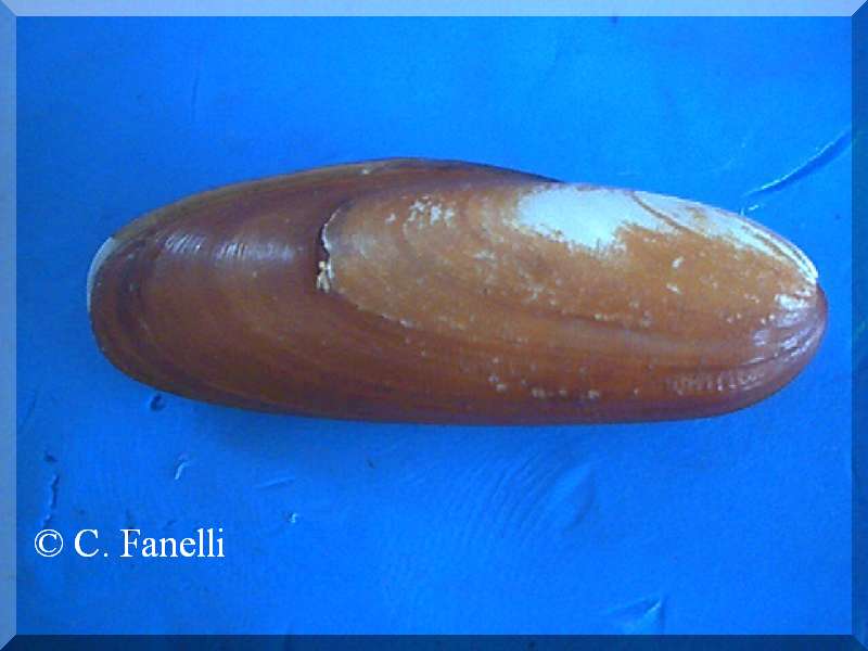 no photo for this shell